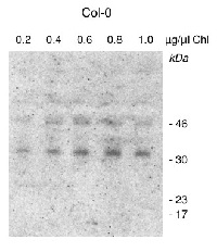 CGL160 | Conserved in green lineage 160 in the group Antibodies Plant/Algal / Photosynthesis / GreenCut at Agrisera AB (Antibodies for research) (AS12 1853)